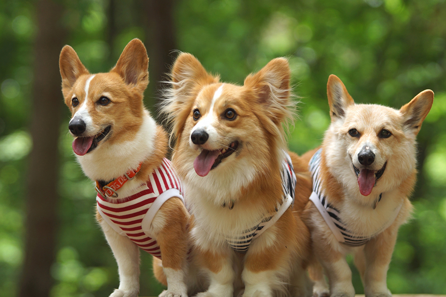 プライベート空間で愛犬と過ごす