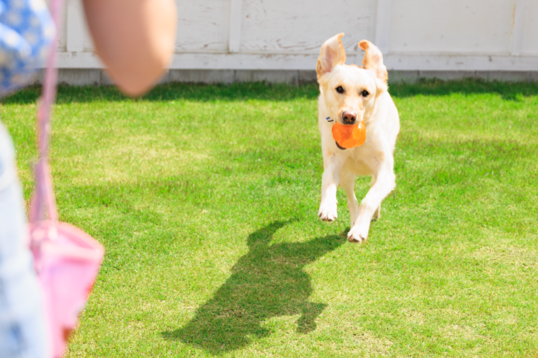 関西のペットと泊まれる宿 ドッググランピング滋賀高島で女子旅を満喫 滋賀初の愛犬専用グランピング ドッググランピング滋賀高島 公式