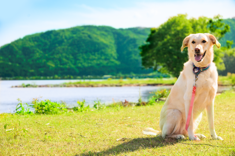 関西のペットと泊まれる宿 ドッググランピング滋賀高島で女子旅を満喫 滋賀初の愛犬専用グランピング ドッググランピング滋賀高島 公式